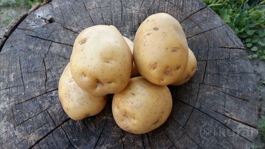 фото вкусный деревенский картофель (картошка) сорт ''вега'' доставка по минску  4