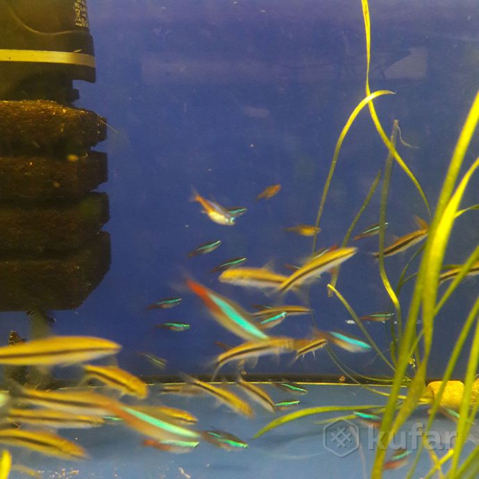 фото рыбки. ''аквариум''. 7