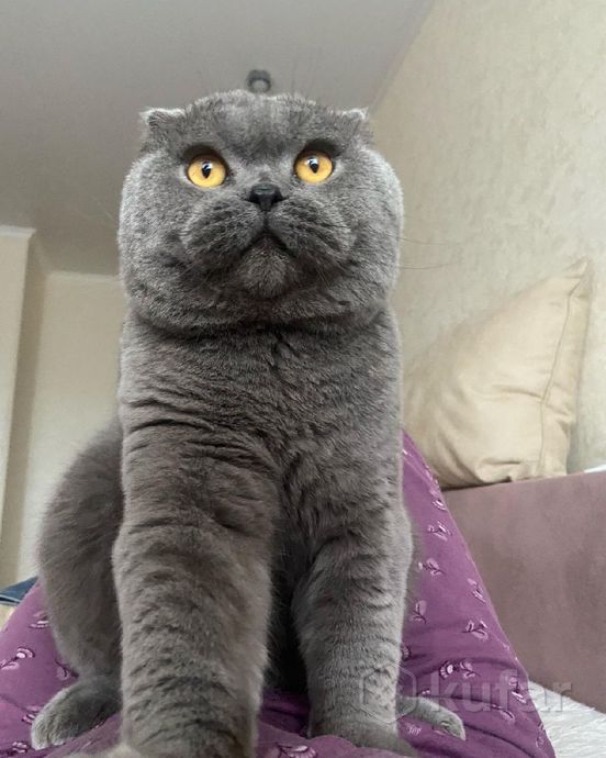 фото шотландский плюшевый кот скоттиш фолд  0