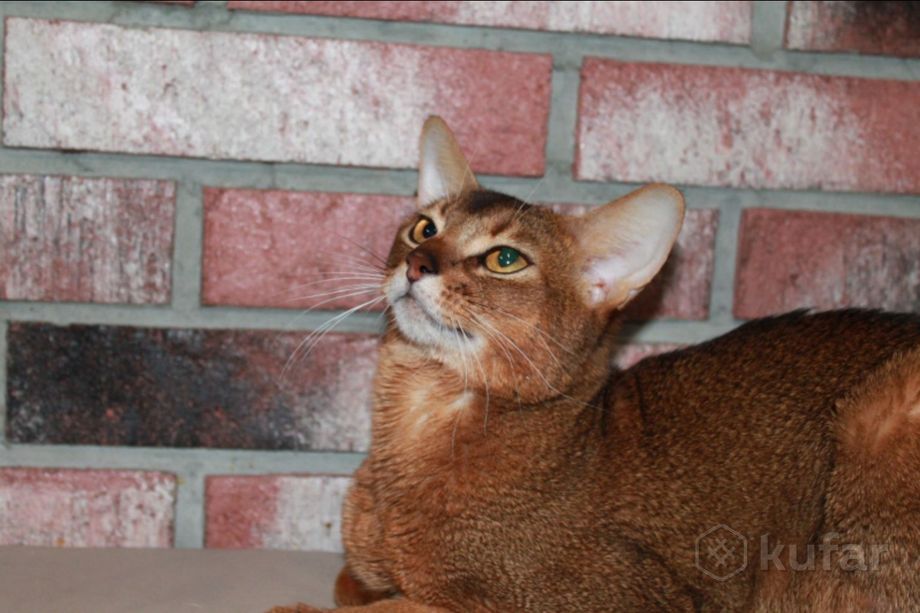 фото абиссинский кот 1