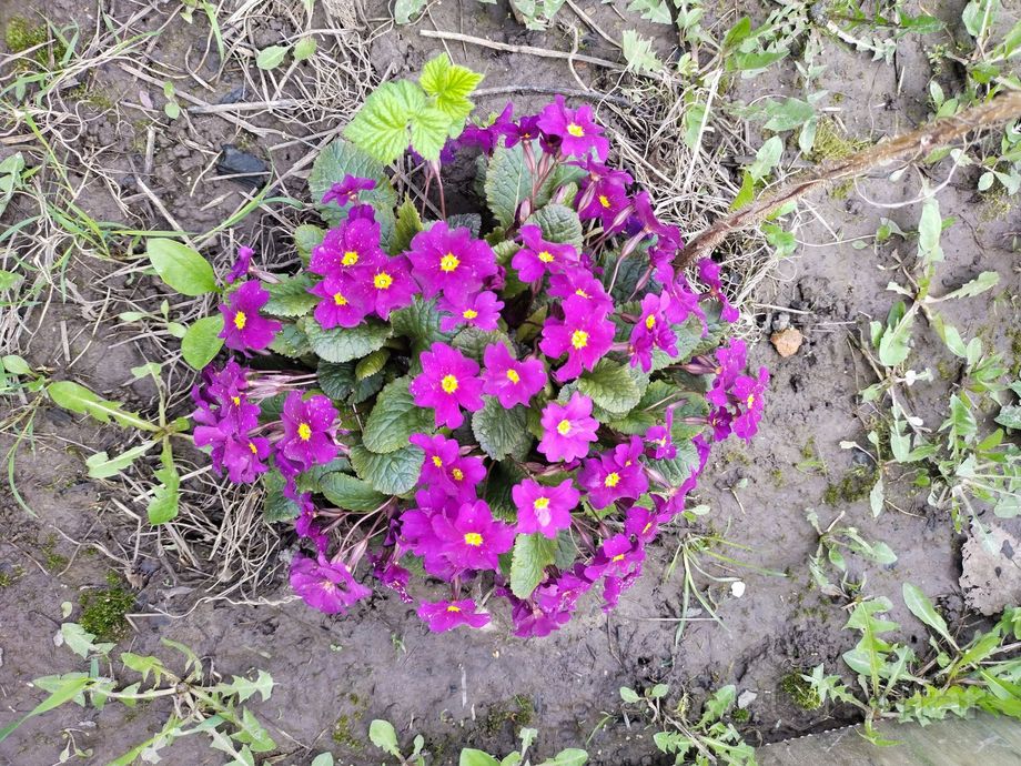 фото цветы для дачников - садовые, разные 3