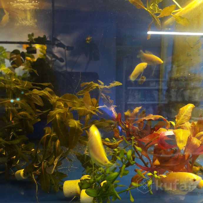фото аквариумные растения.''аквариум'' 9