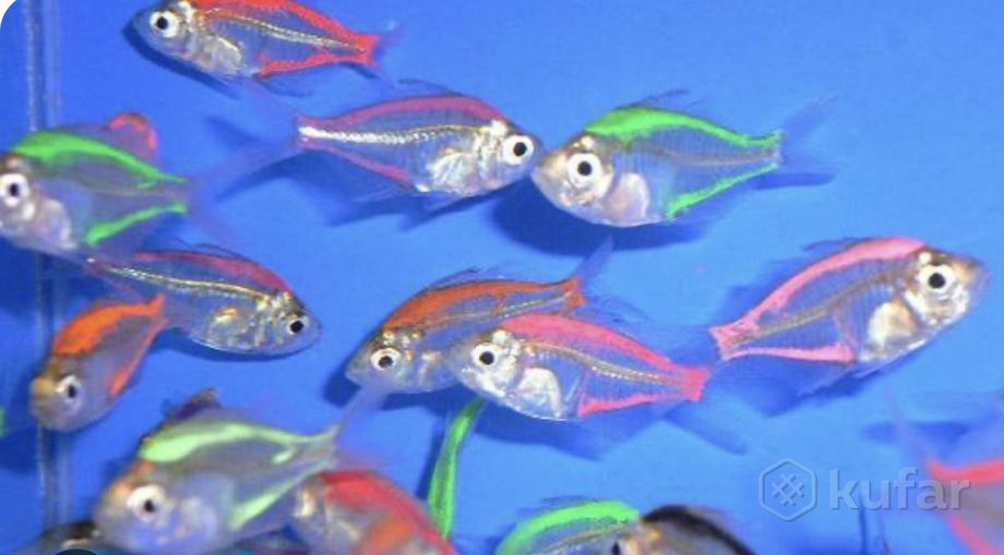 фото гуппи от 2 руб и более 100 видов аквар. рыбки в шиншилленке  8