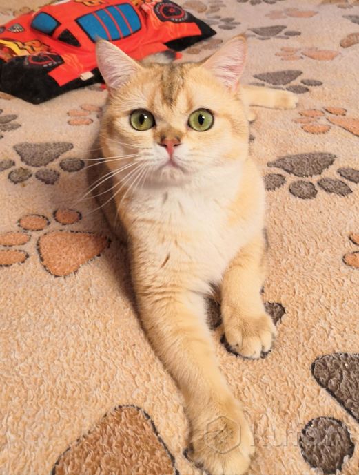 фото яркий золотой шотландский котик. вязка. 4