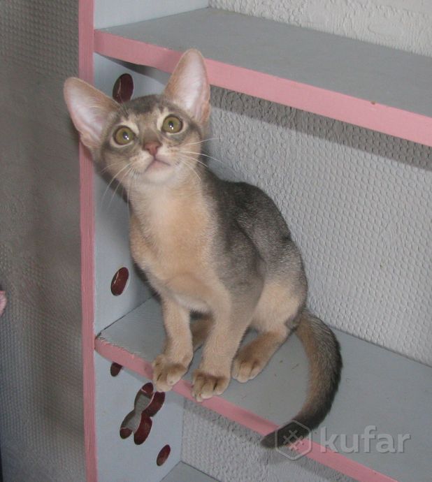фото абиссинский котенок девочка голубого окраса 1