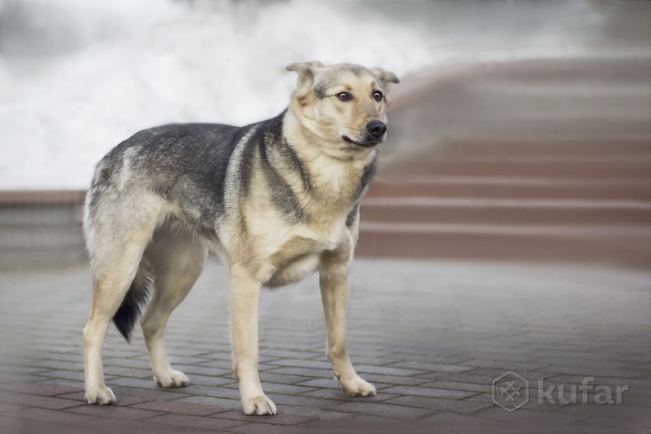 Собака Лайма, цена Бесплатно купить в Могилеве на Куфаре - Объявление  №220035058