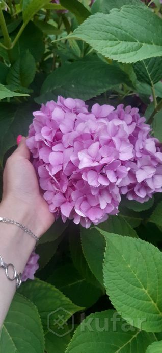 фото гортензия саженцы гортензии цветы 2