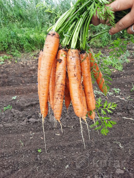 фото картофель/картошка/морковь/свекла/лук 2