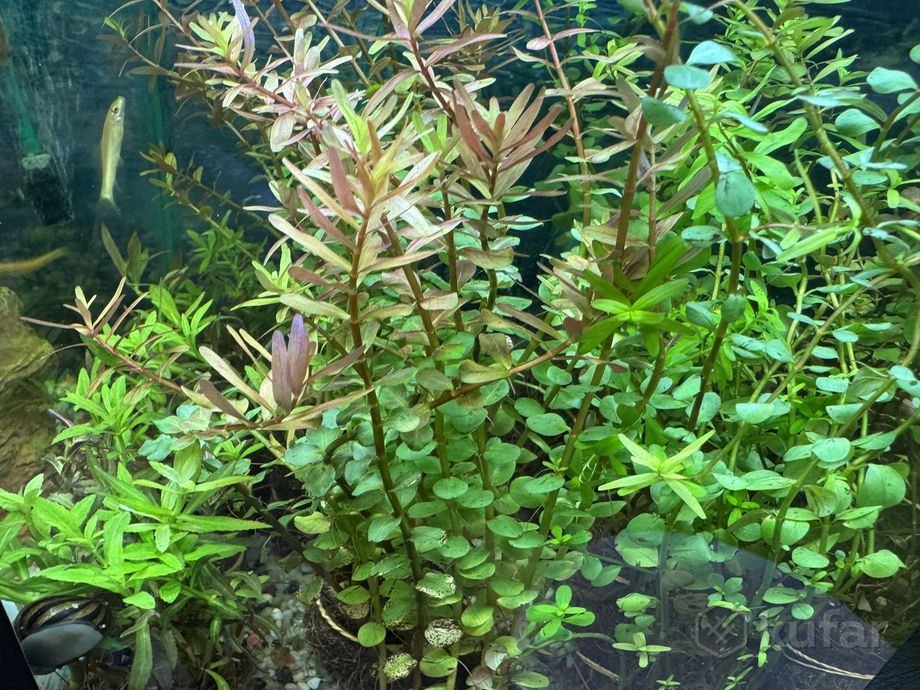 фото аквариумные растения 2
