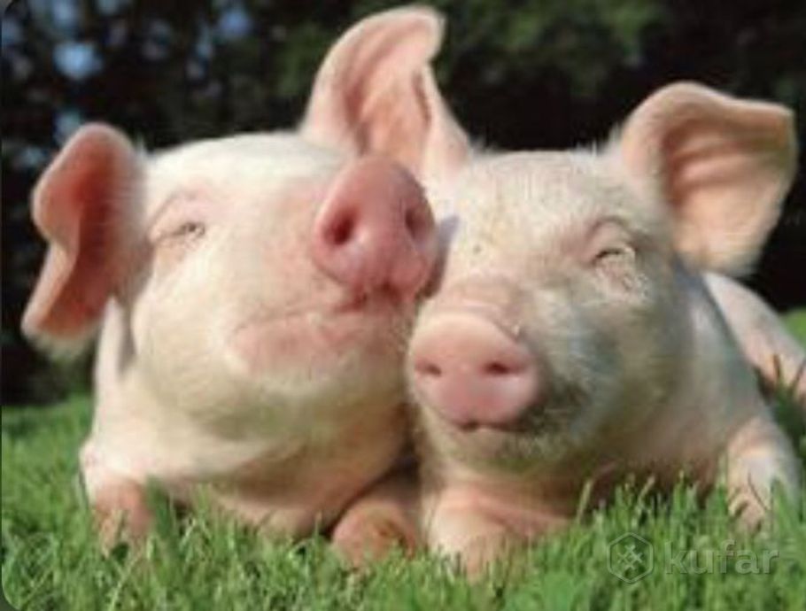 фото закупаю жив весом домашних свиней дорого 0