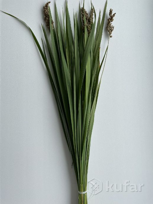 фото зубровка трава (сухая, свежая, саженцы) 1