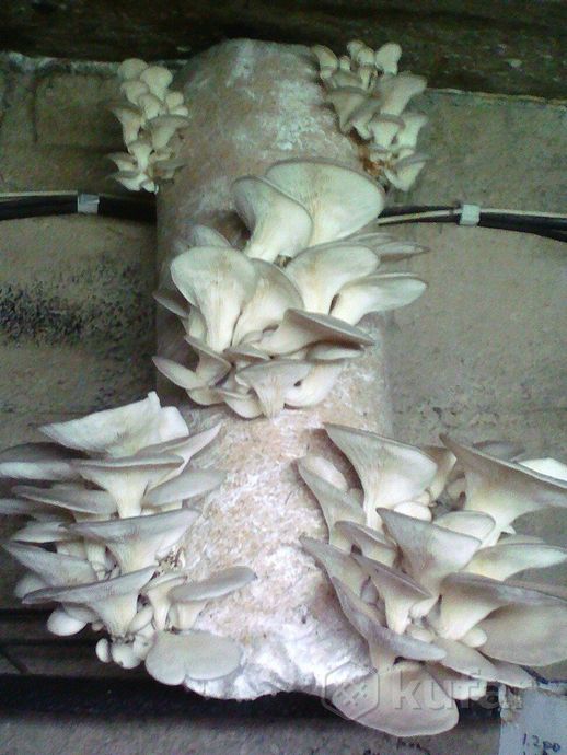 фото грибные блоки  3