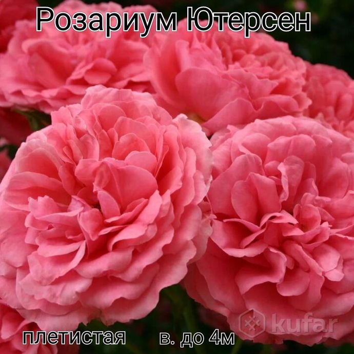 фото розы 10