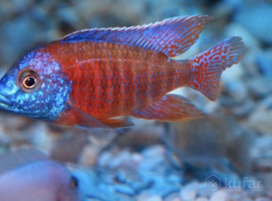 фото алунакара бенши и  более 100 видов аквариумной рыбки в описании  2