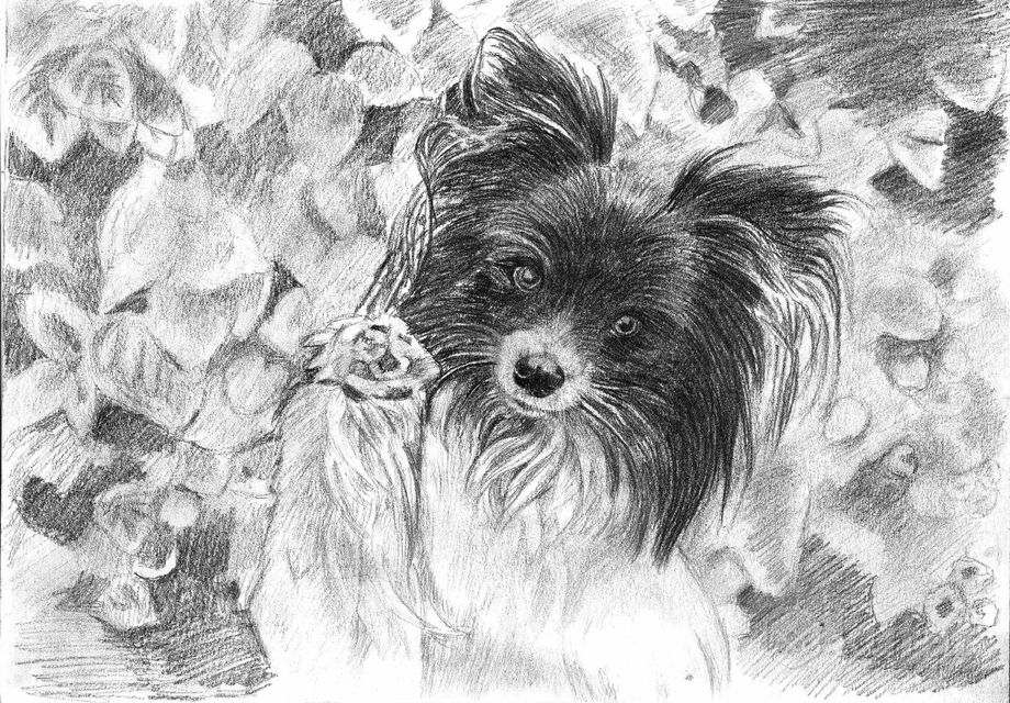 фото портрет собаки, питомца по фото простым карандашом 0