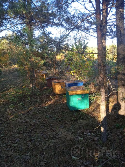 фото пчелопакеты, пчелосемьи, отводки 2