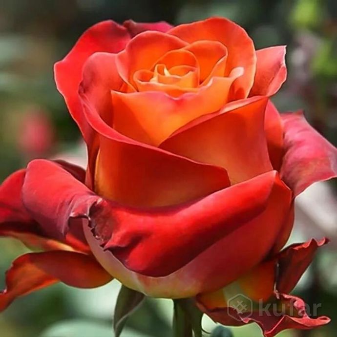 фото саженцы розы многолетний  5