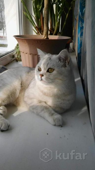 фото шотландский кот вязка и продажа его котят 4