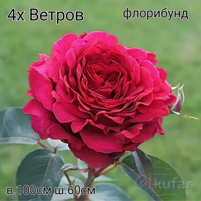 фото розы 3