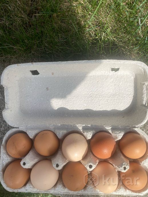фото яйцо домашнее 0