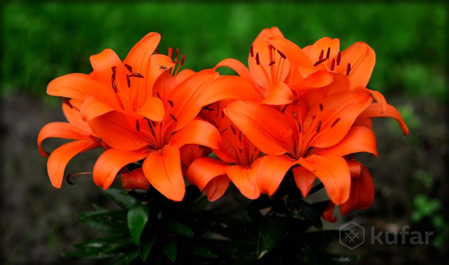 фото лилии оранжевые,луковицы  с листьями.многолетние,в 1