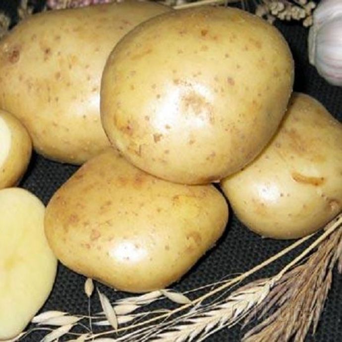 фото вкусный домашний картофель с бесплатной доставкой сорт ''волат'' 0