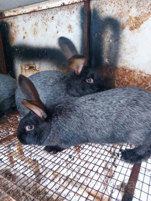 фото кролик полтавское серебро  4