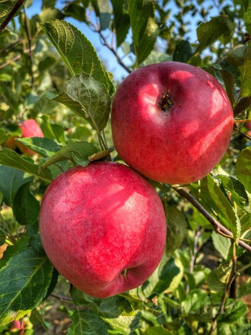 фото саженцы плодовых (яблоня, черешня, персики и др.) 0