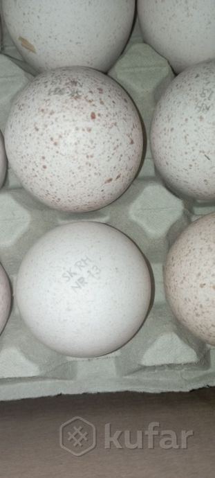 фото инкубационное яйцо индейки хайбрид конвертер канада  0