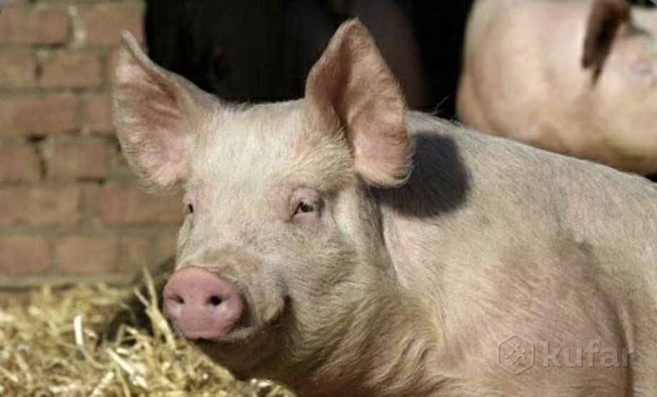 фото закупаю домашних свиней жив весом дорого 0