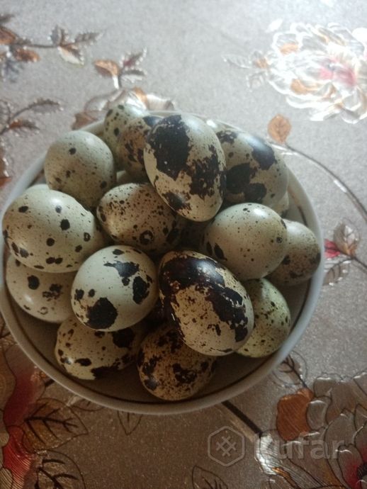 фото домашние куриные и перепелиные яйца  1