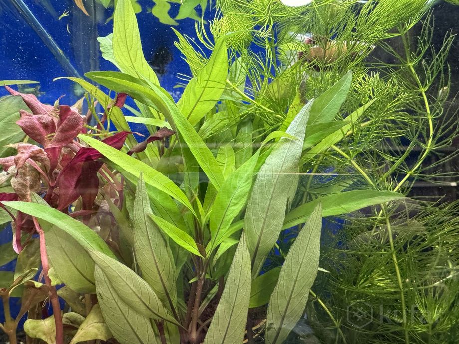 фото аквариумные растения 4