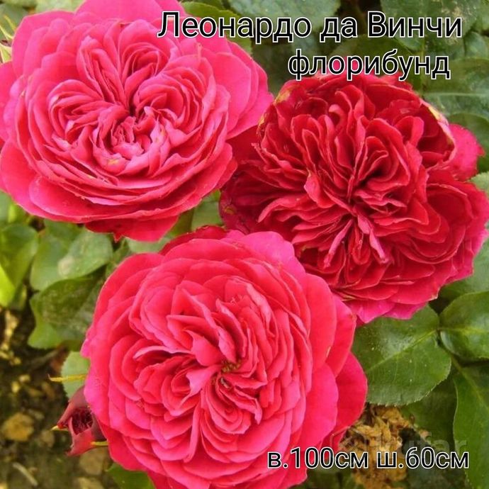 фото розы 6