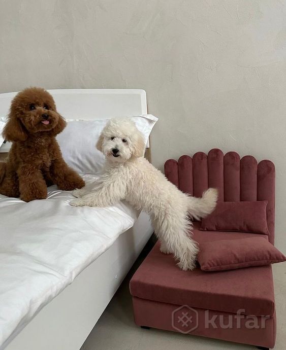 фото кровать для собак 5
