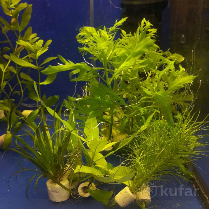 фото аквариумные растения.''аквариум'' 0