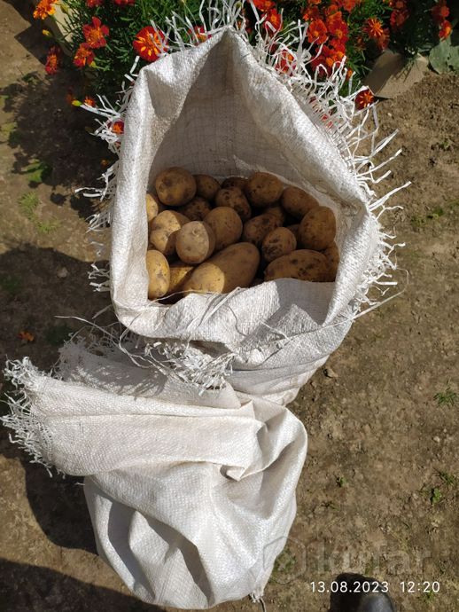 фото картошка картофель  цена за кг доставка 2