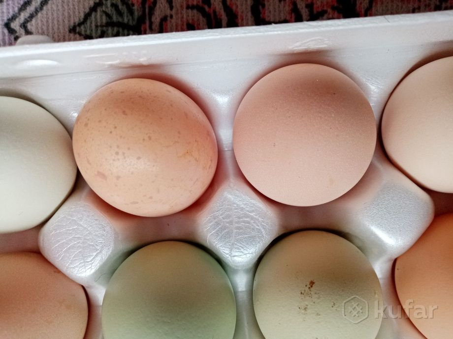 фото яйцо куриное домашнее 0
