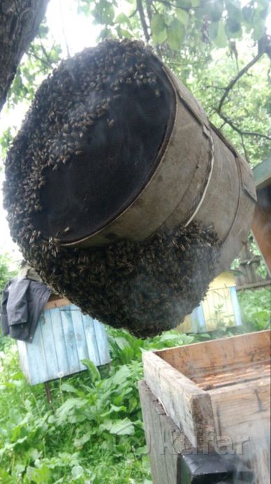 фото мед и продукты пчеловодства 0