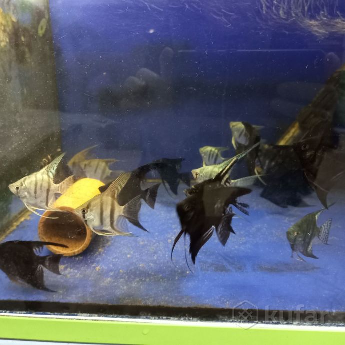 фото рыбки. ''аквариум''. 0