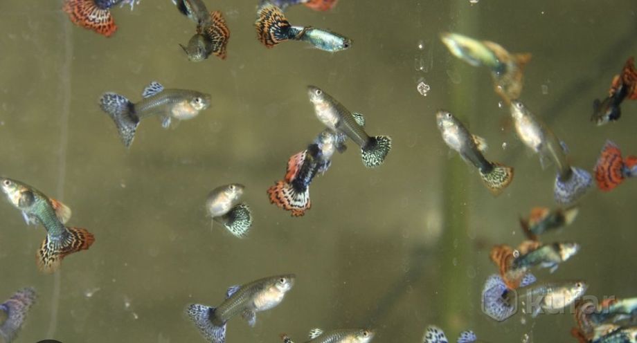 фото гуппи от 2 руб и более 100 видов аквар. рыбки в шиншилленке  5