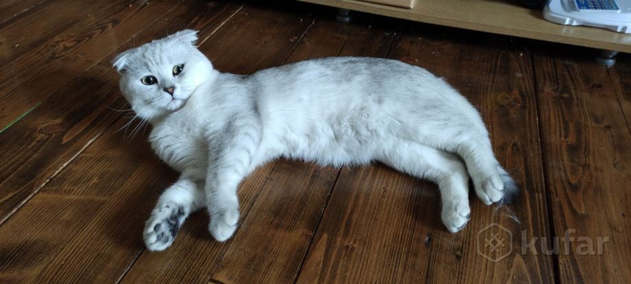 фото вязка кот макс шиншила шотландец страйт белый 2