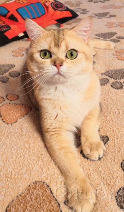 фото яркий золотой шотландский котик. вязка. 0