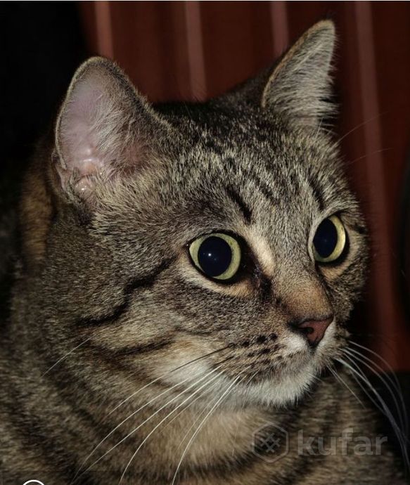 фото шикарная  кошка рыся  1