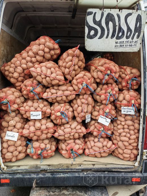 фото картофель и семена 3