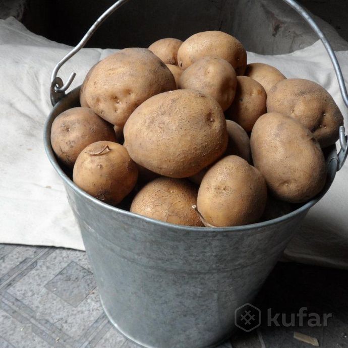 фото деревенская бульба (картофель) сорт ''рагнеда'' 1