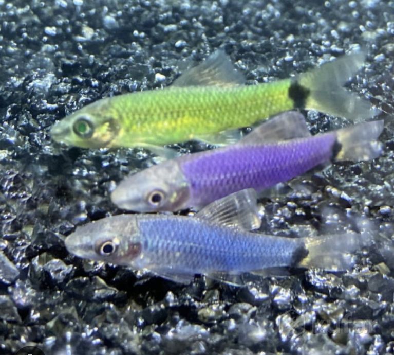 фото барбус фиолет, желтый , новинка и более 100 видов аквариум. рыбки в зоо шиншилленок  11