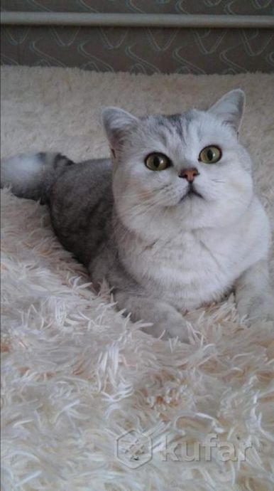 фото шотландский кот вязка и продажа его котят 0