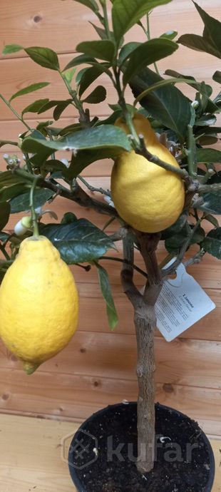 фото цитрус лимон  4