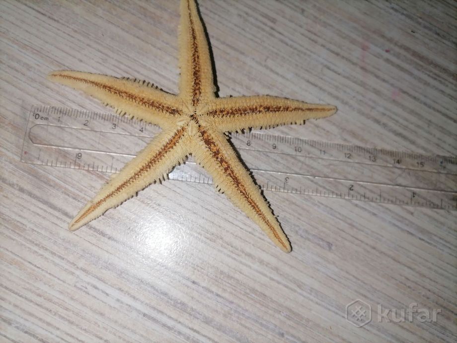 фото морская звезда  2
