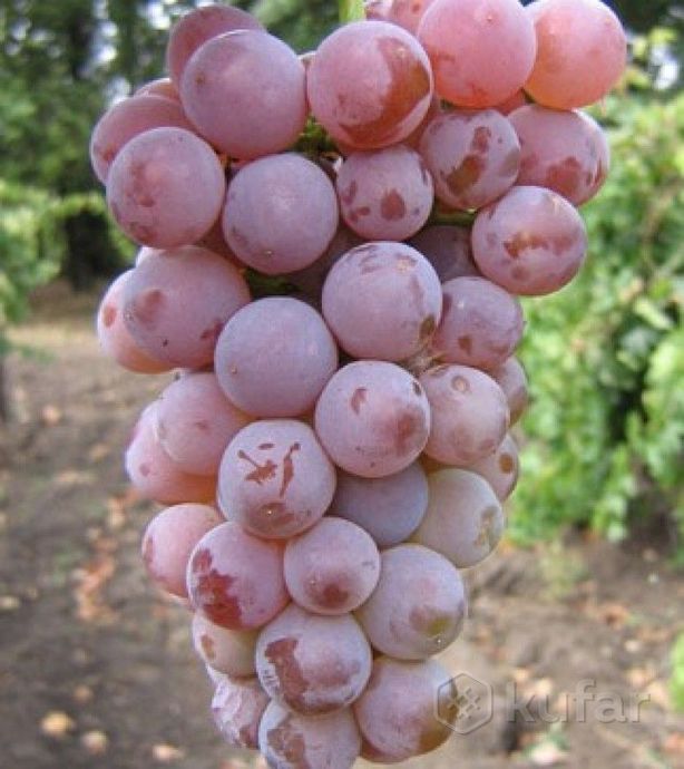 фото сливы, айва, алыча,виноград,красная смородина  7